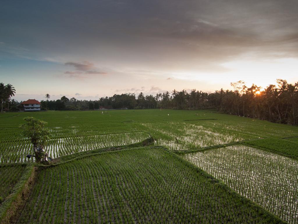 Semanggi Cottage Ubud Chambre photo
